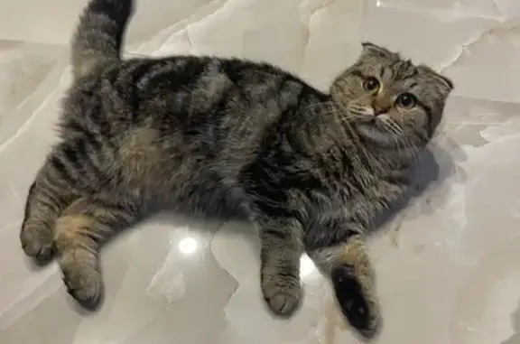 Найдена кошка, Темрюк, фото: Трехцветная кошка найдена на Цыбренко, 7