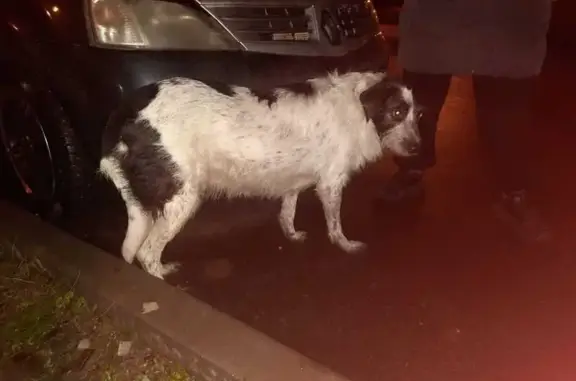 Собаки потеряшки, Москва, фото: Потеряшка собака, Кустанайская ул., Москва