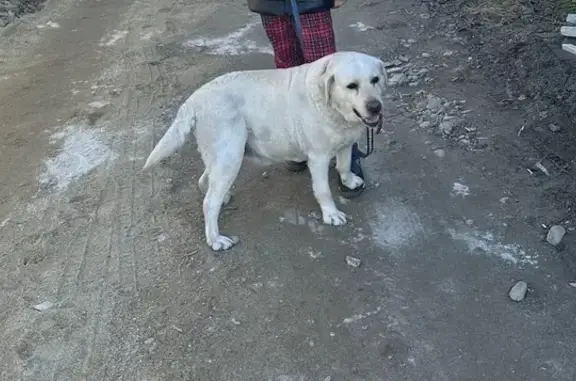 Собаки потеряшки, Старобжегокайское, фото: Потеряшка собака, Ореховая ул. 33