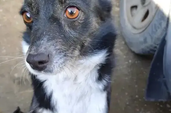 Пропала собака, ул. Голенева, 55А, Ставрополь - photo