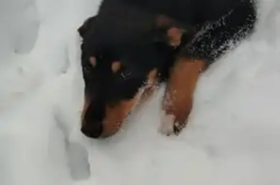 Найдена собака, Тамбов, фото: Собака найдена у ТЦ Апельсин, 3-я Линия