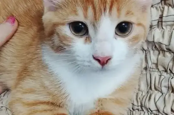 Объявления о пропавших и найденных животных, Петрозаводск, фото: Котенок найден на Чапаева, 41, Петрозаводск