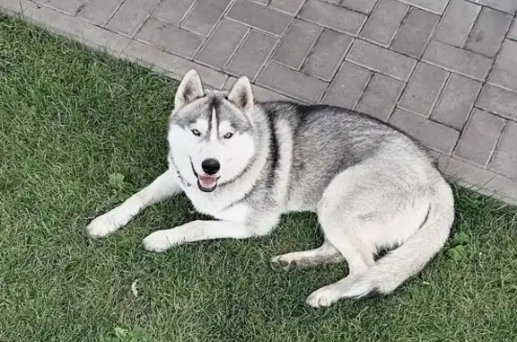 Пропал хаски Алтай, ул. Строителей, Таврово - photo