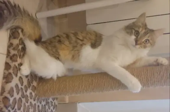 Пропала кошка, ул. Маршала Жукова, 10 - photo