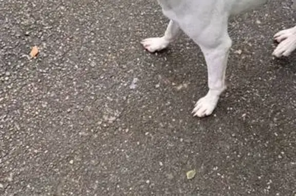 Найдена собака, Краснодар, фото: Собака найдена у Ленты, Западный Обход, Краснодар