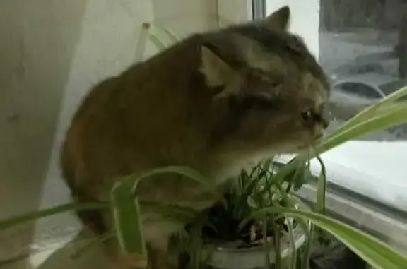 Найдена кошка, Уфа, фото: Кошка найдена: Уфа, пр. Октября, 156