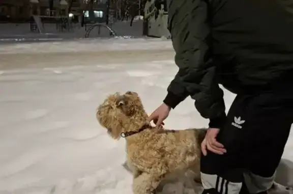 Найдена собака, Самара, фото: Найдена собака, ул. Энтузиастов, Самара