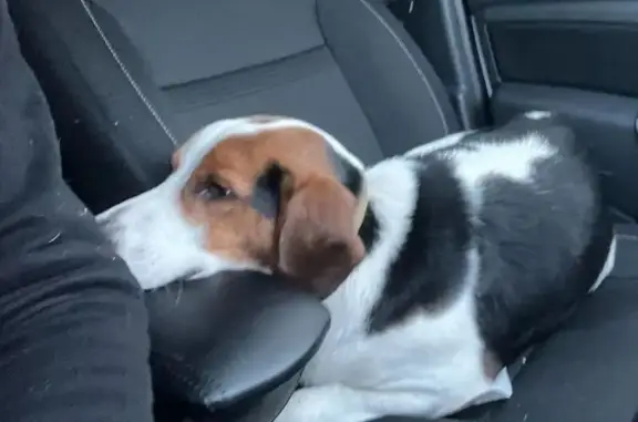 Найдена собака, Нижнемарьино, фото: Собака найдена на М-4 