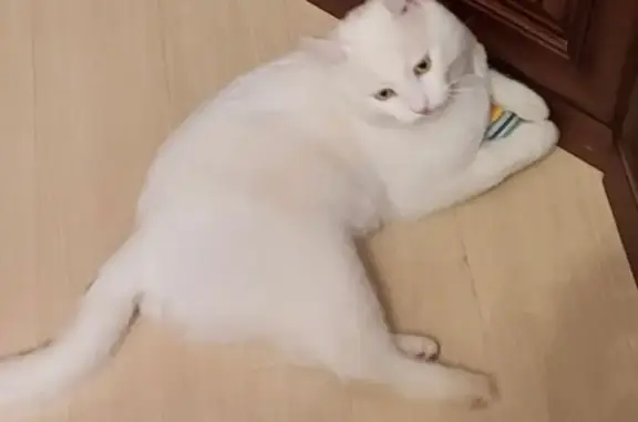 Найдена кошка, Воскресенск, фото: Кошка найдена: ул. Энгельса, 14, Воскресенск