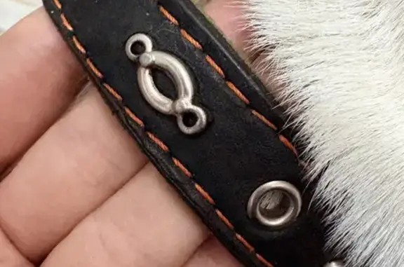 Найдена собака, Кинешма, фото: Найден Джек-Рассел в Кинешме, дрожит