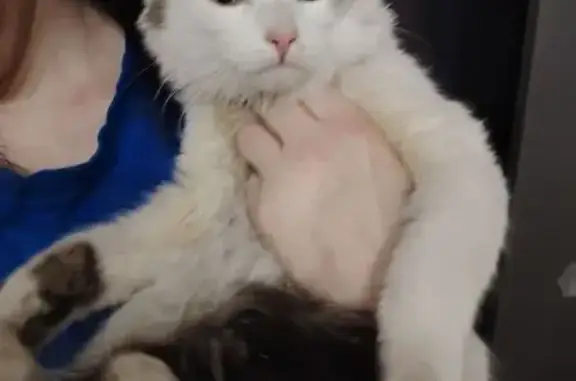 Найдена кошка, Челябинск, фото: Кошка найдена на Аральской 193, Челябинск