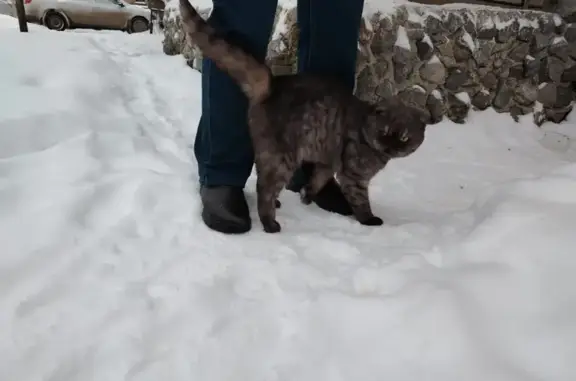 Найдена кошка, Верхняя Пышма, фото: Вислоухий кот найден на Успенском проспекте