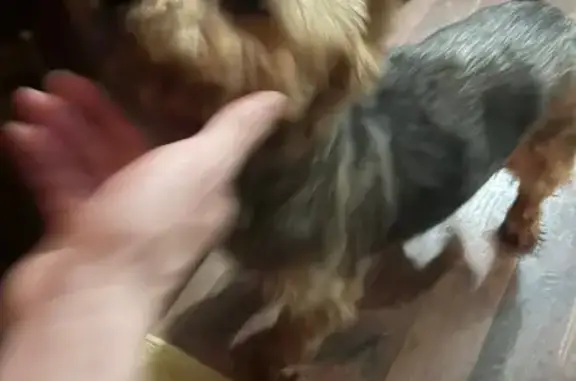 Найдена собака, Санкт-Петербург, фото: Йоркширский терьер найден на Бестужевской 31/4