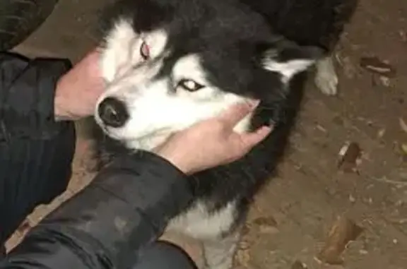 Найдена собака, Сортавальский муниципальный округ, фото: Собака найдена, Карелия