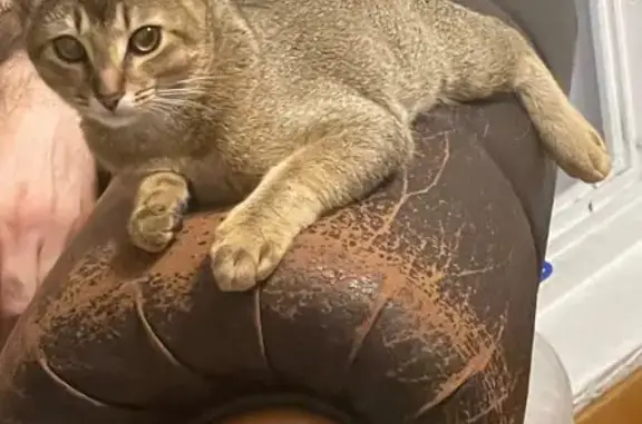 Пропала кошка, Ленинская ул. 25, Беседы - photo