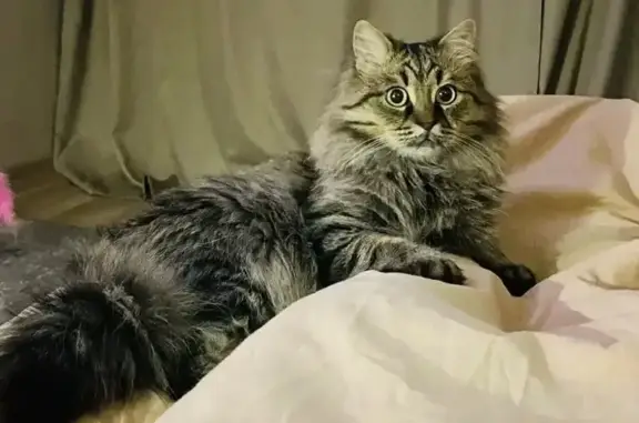 Пропала кошка, Карьерная 55, Иваново - photo