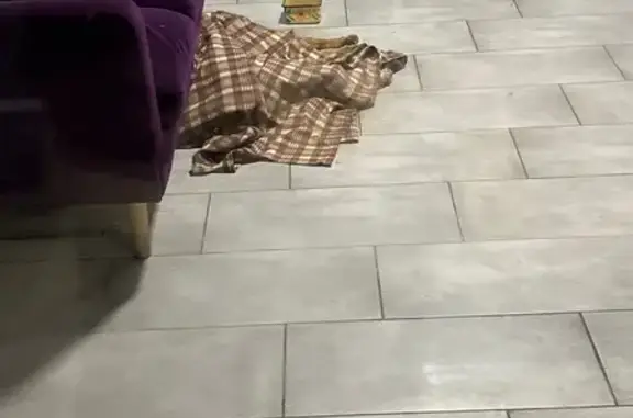 Найдена собака, Сочи, фото: Сочи: найдена собака, Ломоносовская 2Б