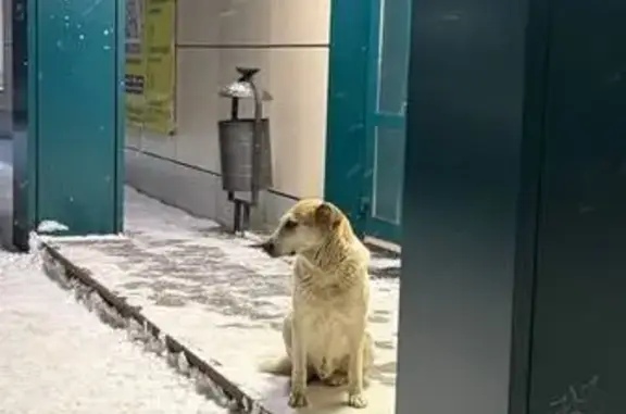 Объявления о пропавших и найденных животных, Ярославль, фото: Собака найдена: Московский пр., Ярославль