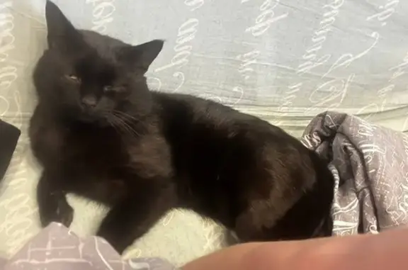 Пропал черный кот, ул. Олеко Дундича, Кинешма - photo