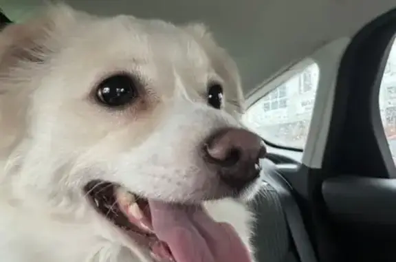 Найдена собака, Краснодар, фото: Найдена собака на ул. Атарбекова, 1