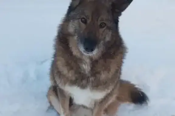 Найдена собака, Новосибирск, фото: Собака найдена: Планировочная ул., Новосибирск