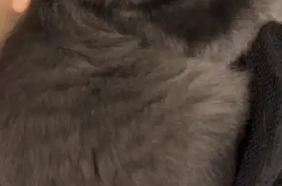 Пропала кошка, Лесозащитная 15, Пенза - photo