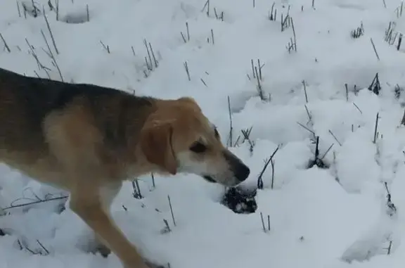 Пропала русская гончая, Русская Паевка - photo