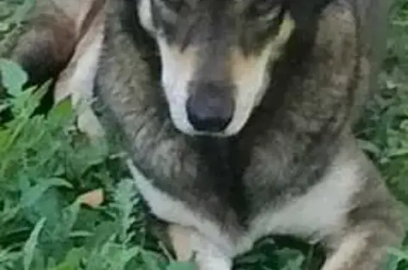 Пропала собака, Пензенская ул., Астрахань - photo