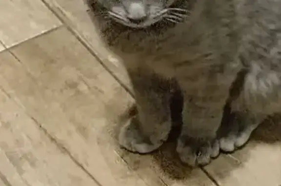 Найдена кошка, Зелёная 14, Батайск - photo