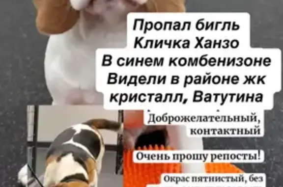 Пропала собака, Омск, ул. 70 лет Октября - photo