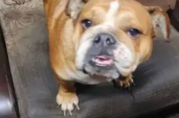 Найдена собака, Ногинск, фото: Собака найдена в автосервисе, Ногинск