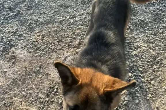 Пропала овчарка, СНТ Надежда, Абакан - photo