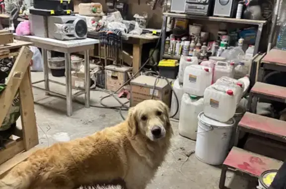 Пропала собака, Архангельская ул., Казань - photo