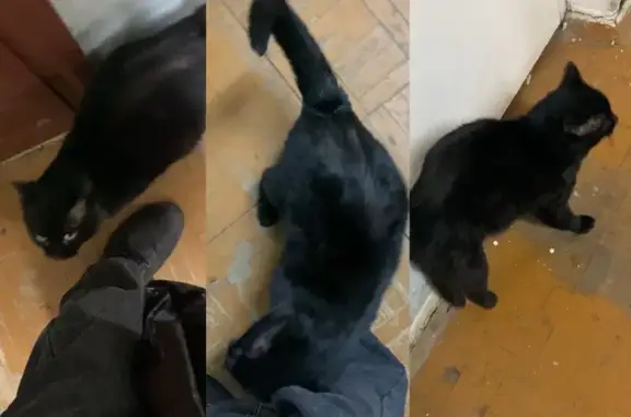 Найдена кошка, Кострома, фото: Кошка найдена: Депутатская 58, Кострома