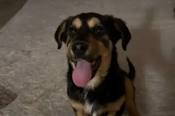 Найдена собака, Бор, фото: Щенок найден на мусорке в Бору, НО