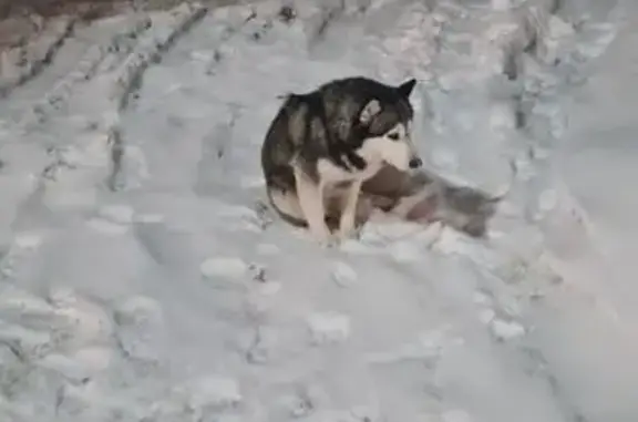 Найдена собака, Казань, фото: Найдена собака, Лесная улица, Москва