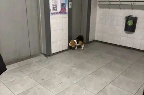 Найдена собака, Нижний Новгород, фото: Собака найдена: Молодёжный пр. 31/2, НН