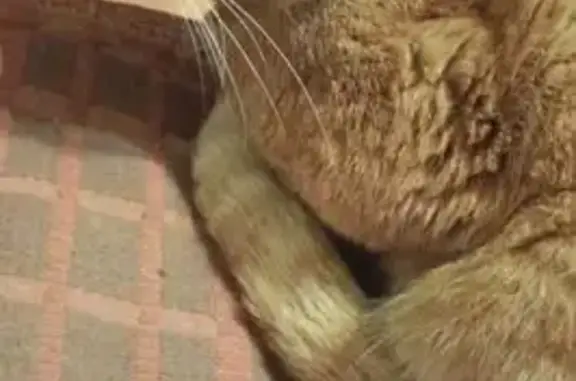 Пропала кошка, Новоастраханская 34, Саратов - photo