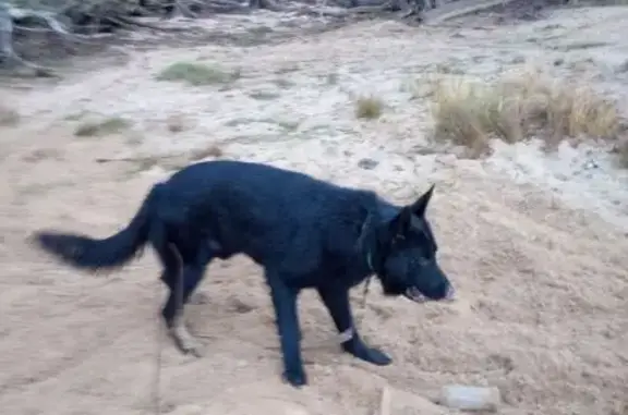 Пропала собака в Судском, Вологодская обл. - photo