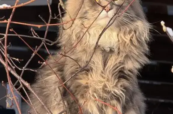 Пропал кот в Родионцево, МО - photo
