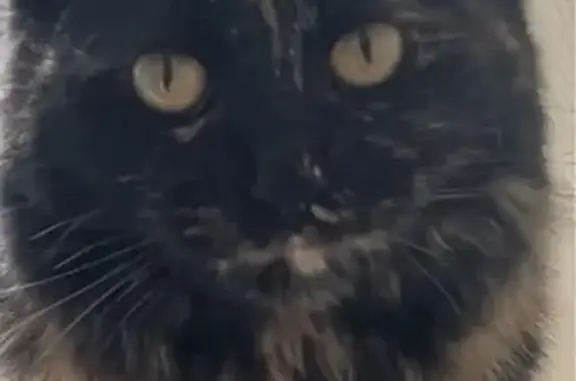 Объявления о пропавших и найденных животных, Щёлково, фото: Пропала кошка Симона, ул. А.Кесаева