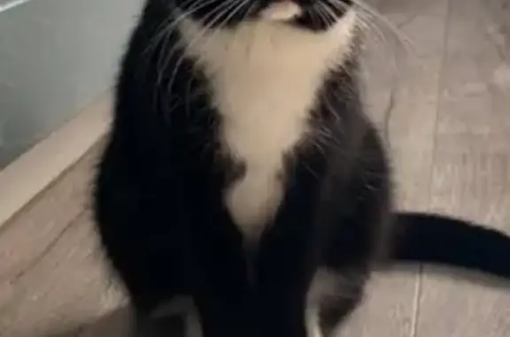 Пропала кошка, Садовая ул., Тюмень - photo