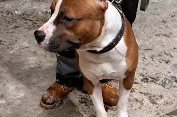 Найдена собака, Пенза, фото: Собака найдена: ул. Рахманинова, 34, Пенза