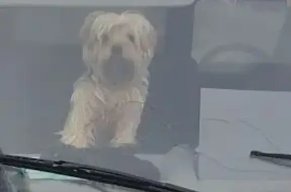 Пропала собака, Ульяновская ул. 23, Ульяновск - photo