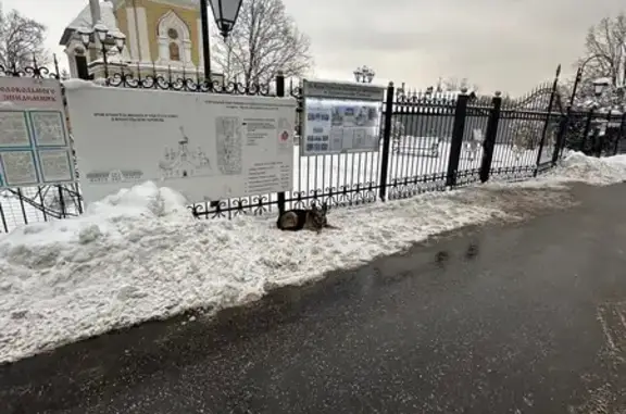 Найдена собака, Москва, фото: Собака найдена, Архангело-Тюриковский, Москва