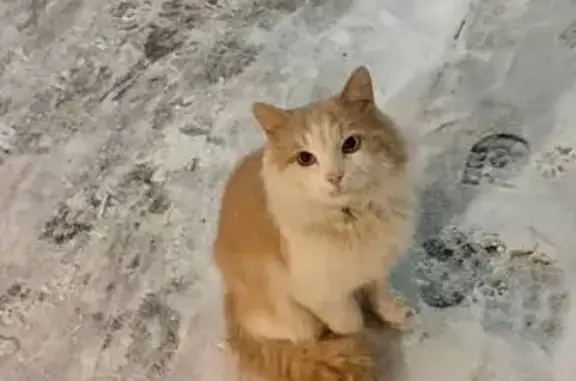 Найдена кошка, Домодедово, фото: Кошка у 4 подъезда, Рабочая 48, Домодедово