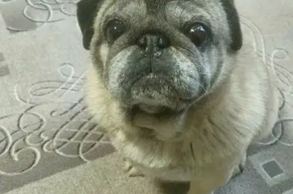 Найдена собака, Вологда, фото: Мопс найден у Магнита, Герцена 116, Вологда