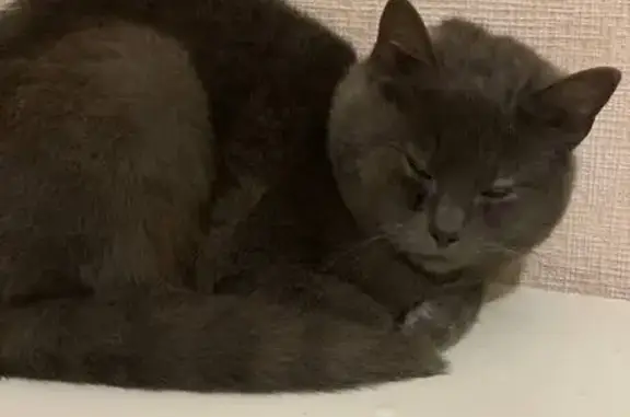 Найдена кошка, Сапогово, фото: Британец найден на пр. Дериглазова, 73