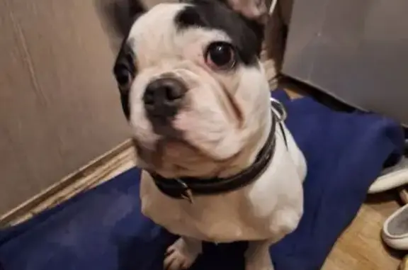 Объявления о пропавших и найденных животных, Черкизово (пушкинский Р-н), фото: Собака найдена: МО Царево, СНТ Трудпоселок