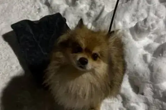 Найдена собака, Вологда, фото: Найдена собака, Технический пер., 46А, Вологда